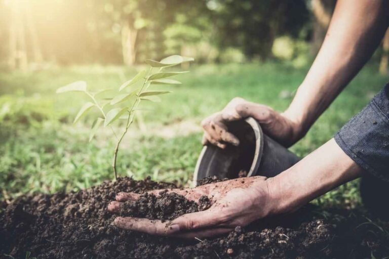 Mamaearth’s plant goodness initiative for green environment