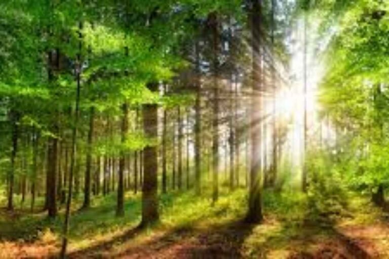 Forest Positive Coalition of Action: A step towards forest future